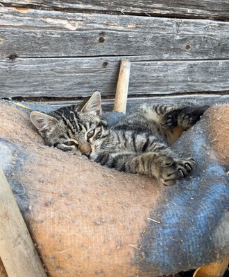 Katze