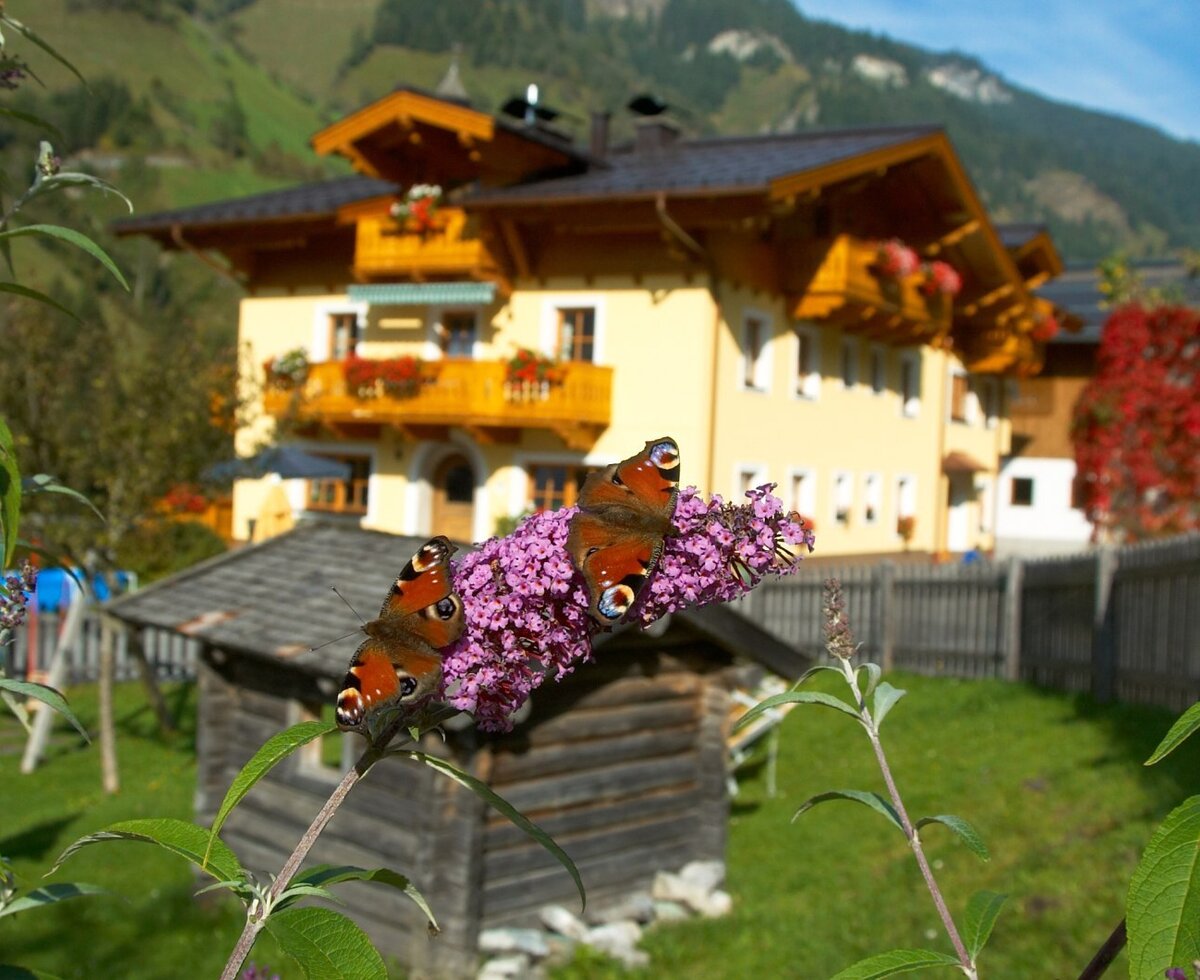 Schmetterling am Sommerflieder