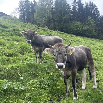 Zwei Kälber auf der grünen Weide des Bauernhofs.