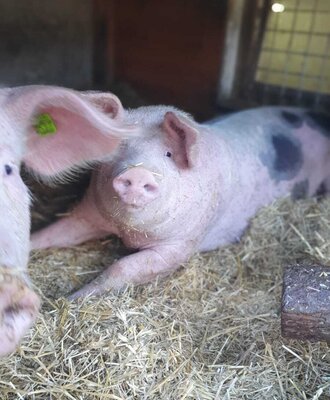 Ein Schwein mit schwarzen Flecken liegt auf Stroh im Stall des Bauernhofs.