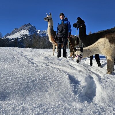 Lamaspaziergang mit Blick auf den Hochkönig in glitzernden Eiskristallwiesen.