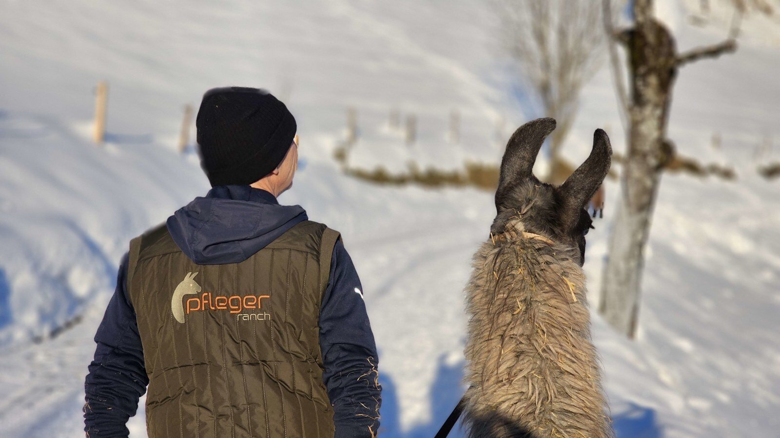 Lama to go - unser Angebot an Gäste und Interessierte!
