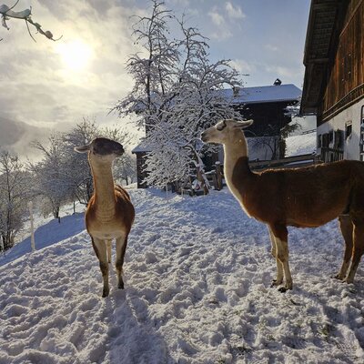 Winterwonderland auf der Pfleger Ranch mit den beiden Lamaboys Bolero und Karl.