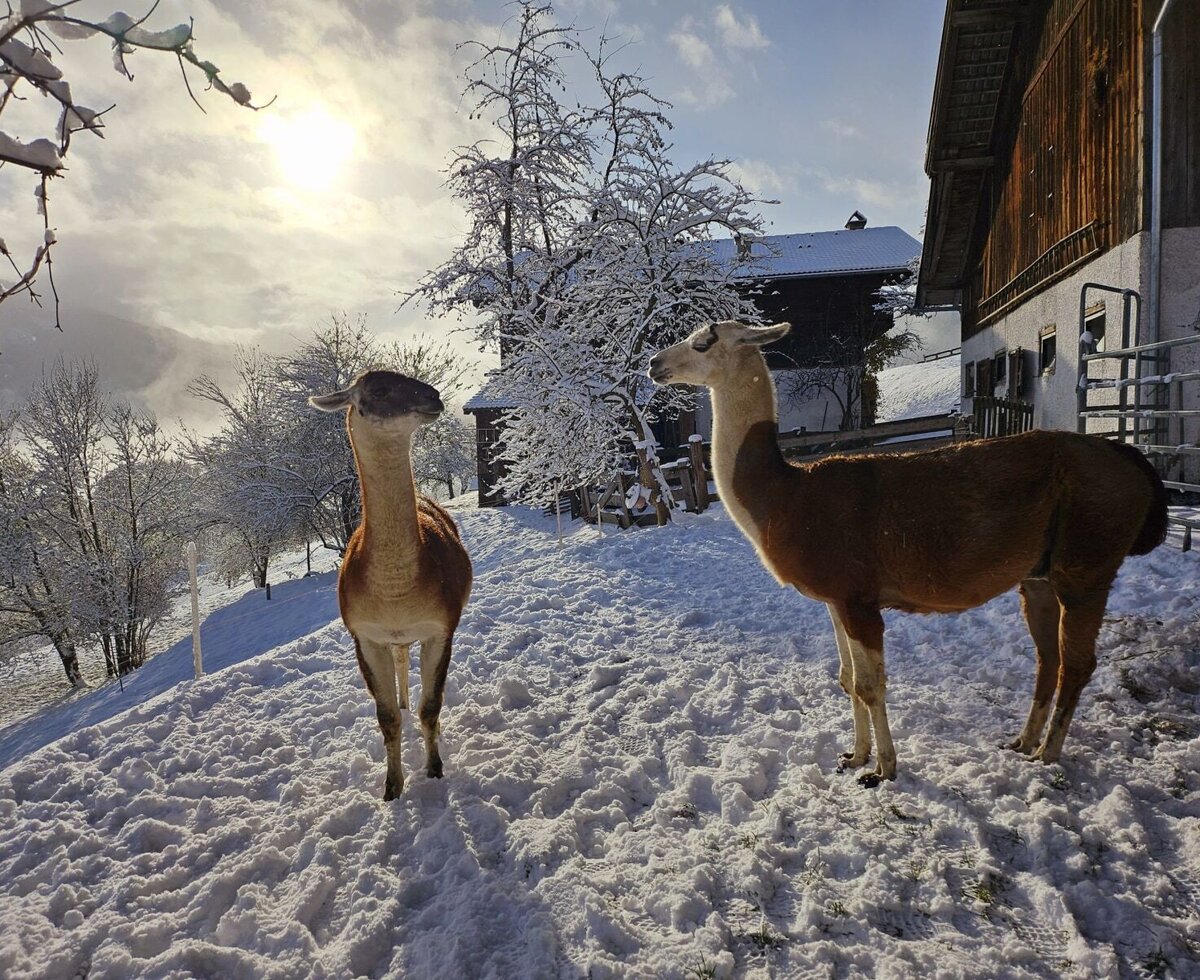 Winterwonderland auf der Pfleger Ranch mit den beiden Lamaboys Bolero und Karl.