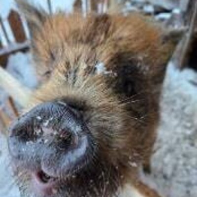 Ein neugieriges, zotteliges Schwein im winterlichen Gehege des Bauernhofs.