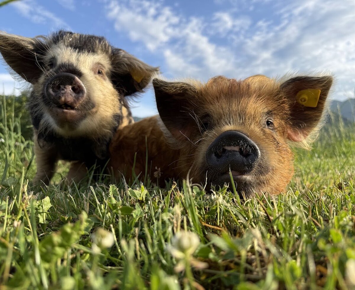 Zwei neugierige Schweinchen auf der saftigen Wiese des Bauernhofs.