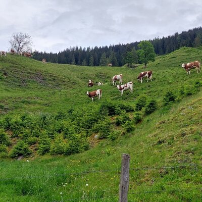 Jungvieh im Sommer auf der Alm