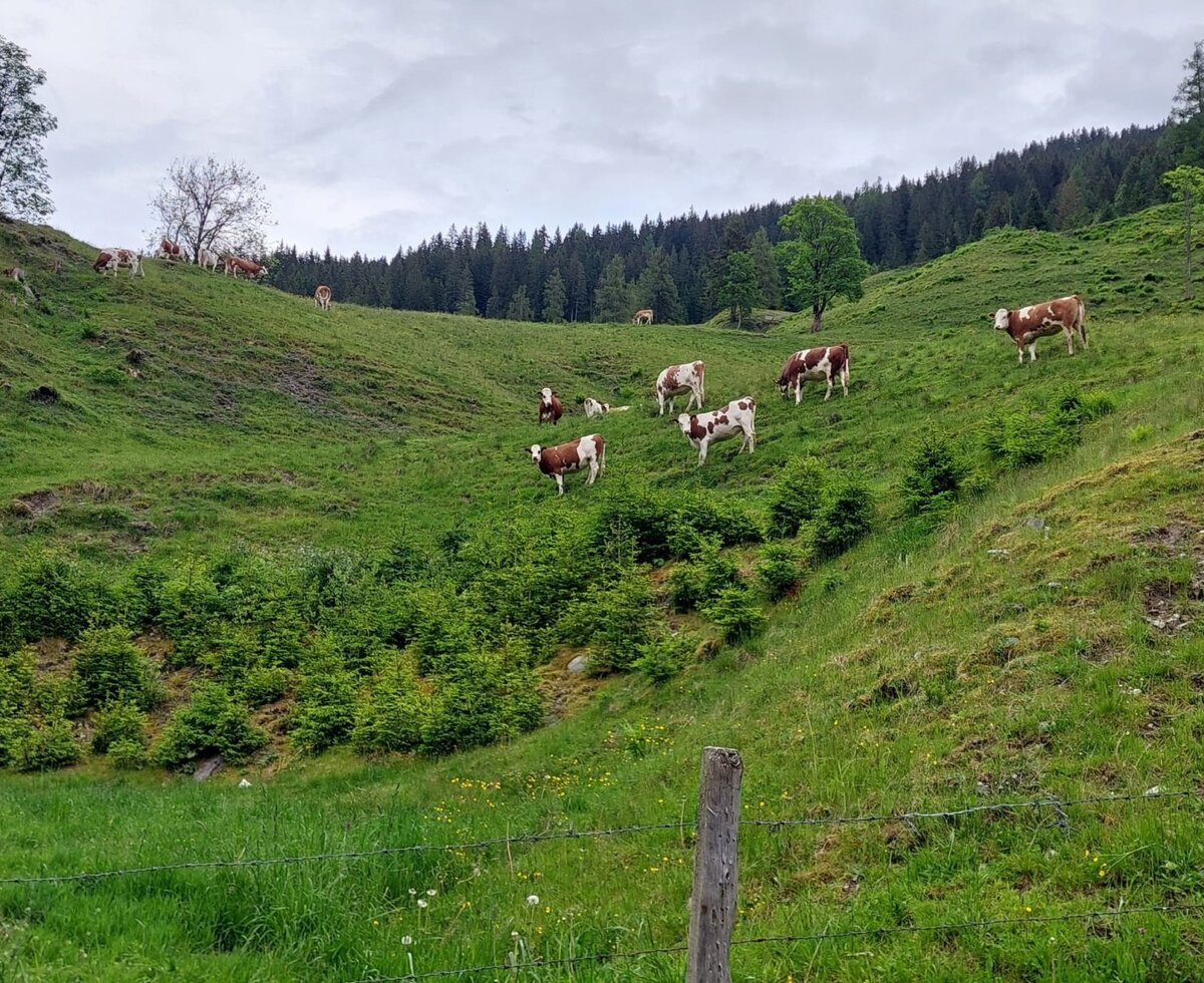 Jungvieh im Sommer auf der Alm