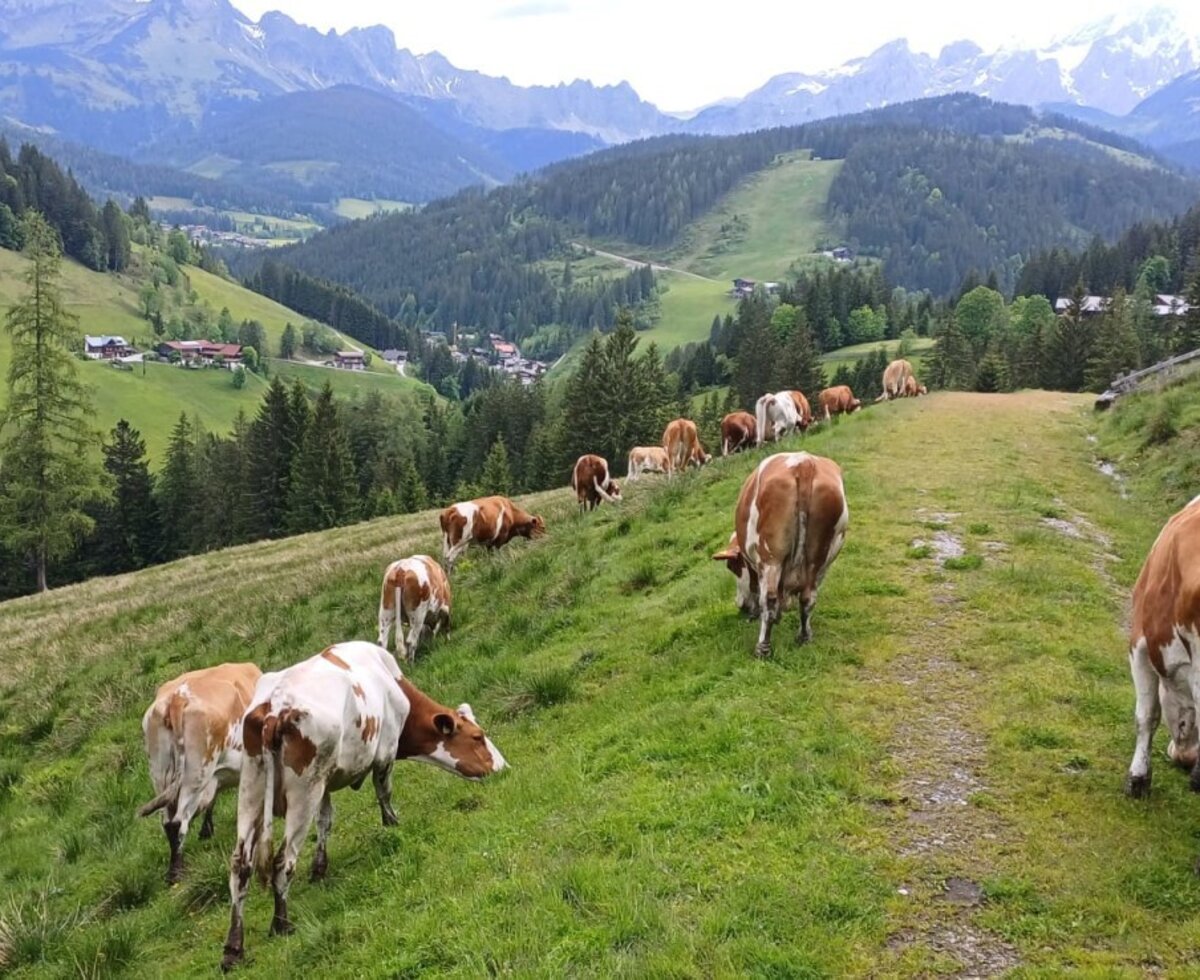Jungvieh auf der Alm, im Hintergrund das Dachsteinmassiv