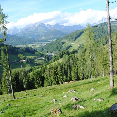 Machen Sie Urlaub wo auch unsere Kühe urlauben!