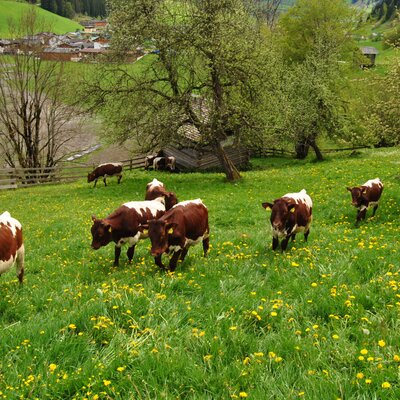 Kühe grasen auf der Wiese des Bauernhofs mit Aussicht auf das Tal und die Berge.