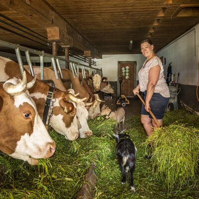 Eine Bäuerin füttert Kühe und Ziegen im Stall des Bauernhofs mit frischem Gras.