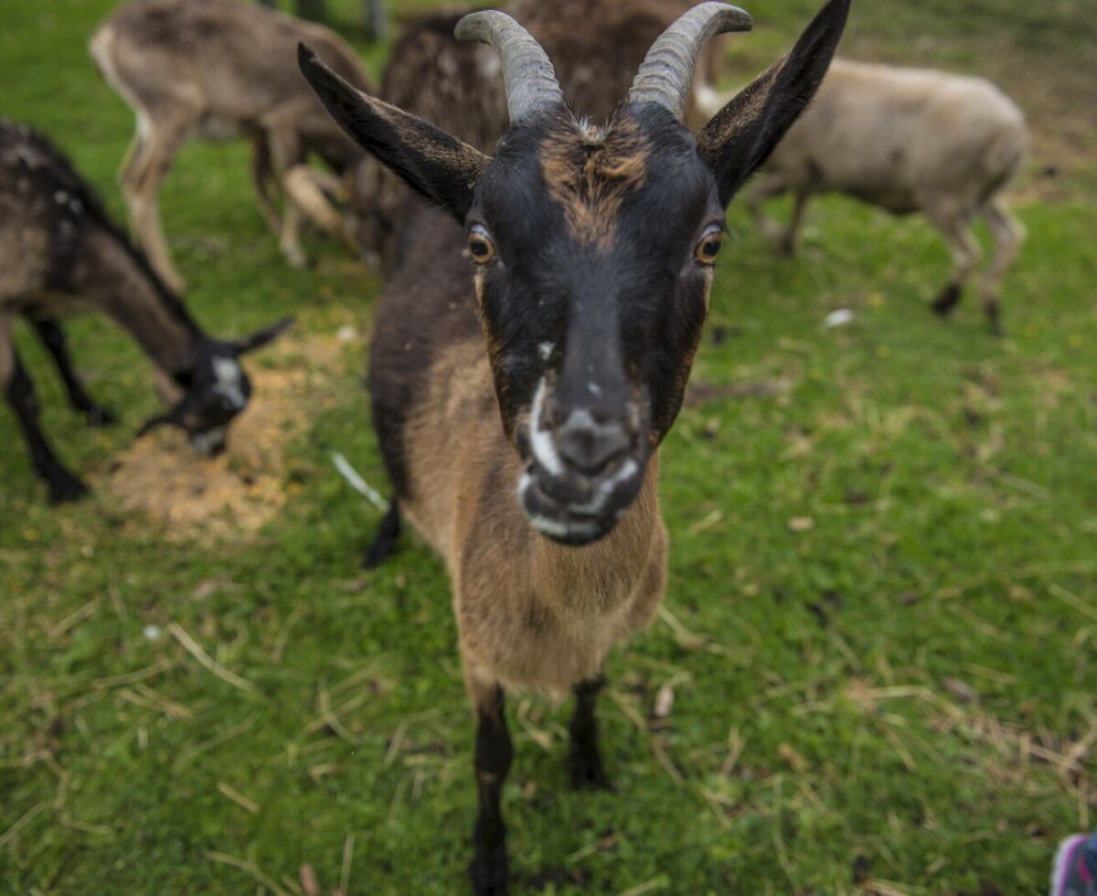Eine Ziege auf dem Bauernhof blickt direkt in die Kamera, mit weiteren Tieren im Hintergrund.