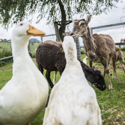 Bauernhoftiere wie Enten, Schafe und Ziegen auf der Weide des Bauernhofs.