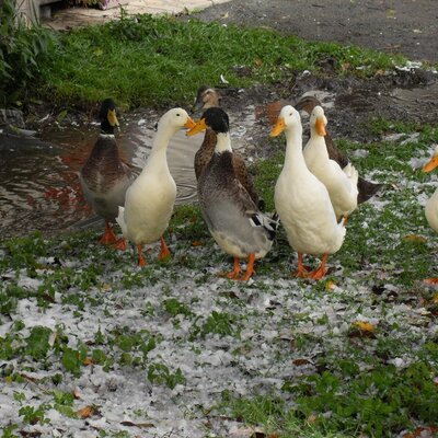 unsere Enten