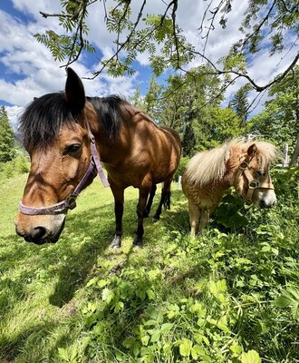 Zwei Pferde, ein großes und ein Pony, auf der Weide.