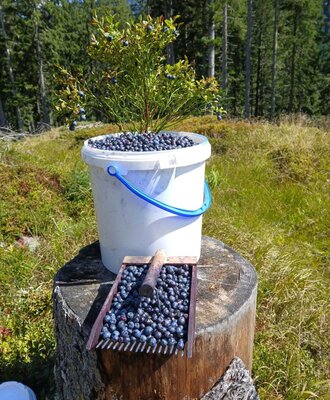 Geerntete Heidelbeeren in einem Eimer und einer Harke auf einem Baumstumpf, umgeben von Heidelbeersträuchern und Wald, als Teil des Naturerlebnisses auf dem Bauernhof.