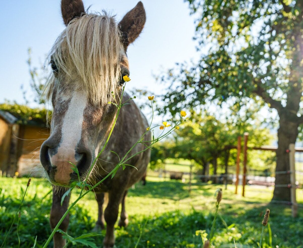 Ein Pferd grast auf der Wiese des Bauernhofs.
