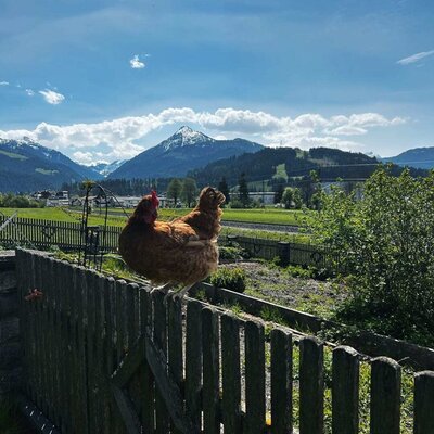 Hühner auf dem Holzzaun des Bauernhofs mit Blick auf die Berge.
