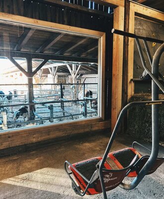 Blick durch ein Fenster in den Stall des Bauernhofs mit Kälbern, im Vordergrund eine Schaukel.