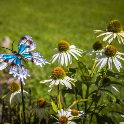 Ein dekorativer Schmetterling unter weißen Sonnenhüten im Garten des Bauernhofs.