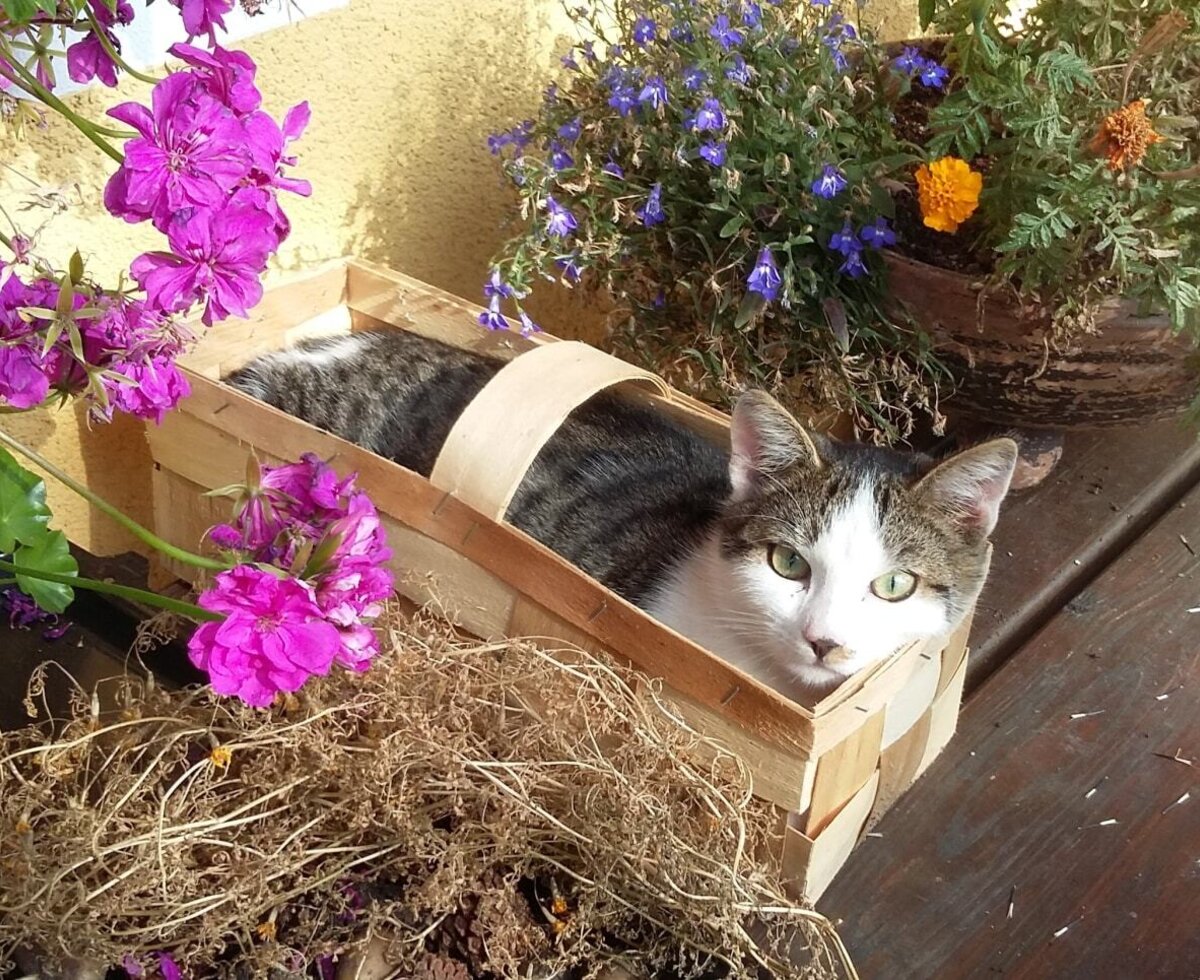 Kater Willi
