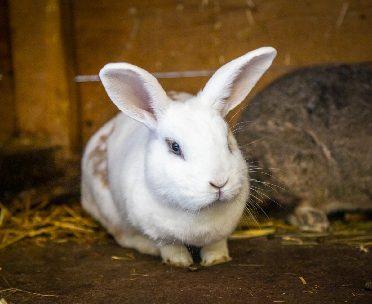 Hase auf dem Bio-Bauernhof Steinerhof, den Gäste streicheln und füttern können.
