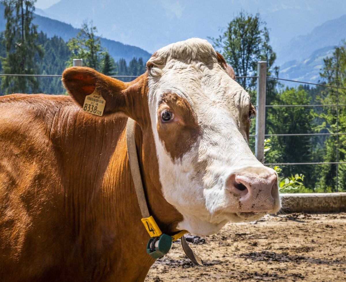 Eine Kuh auf dem Bauernhof Steinerhof, die gestreichelt und gefüttert werden kann.