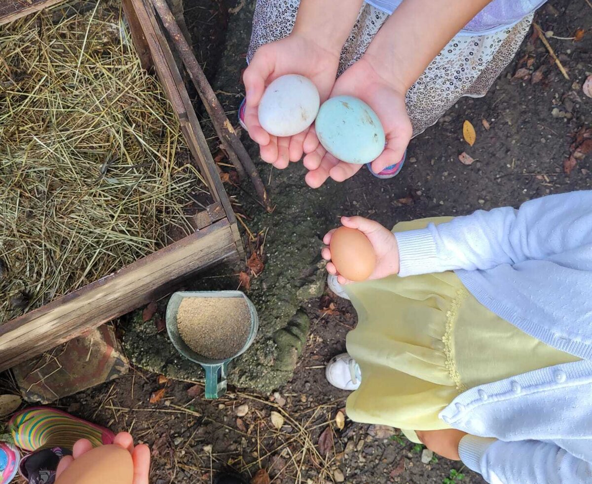 Frisch gesammelte, bunte Eier direkt aus dem Hühnerstall sorgen für ein authentisches Erlebnis auf dem Bauernhof.