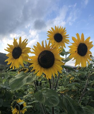 Sonnenblumen