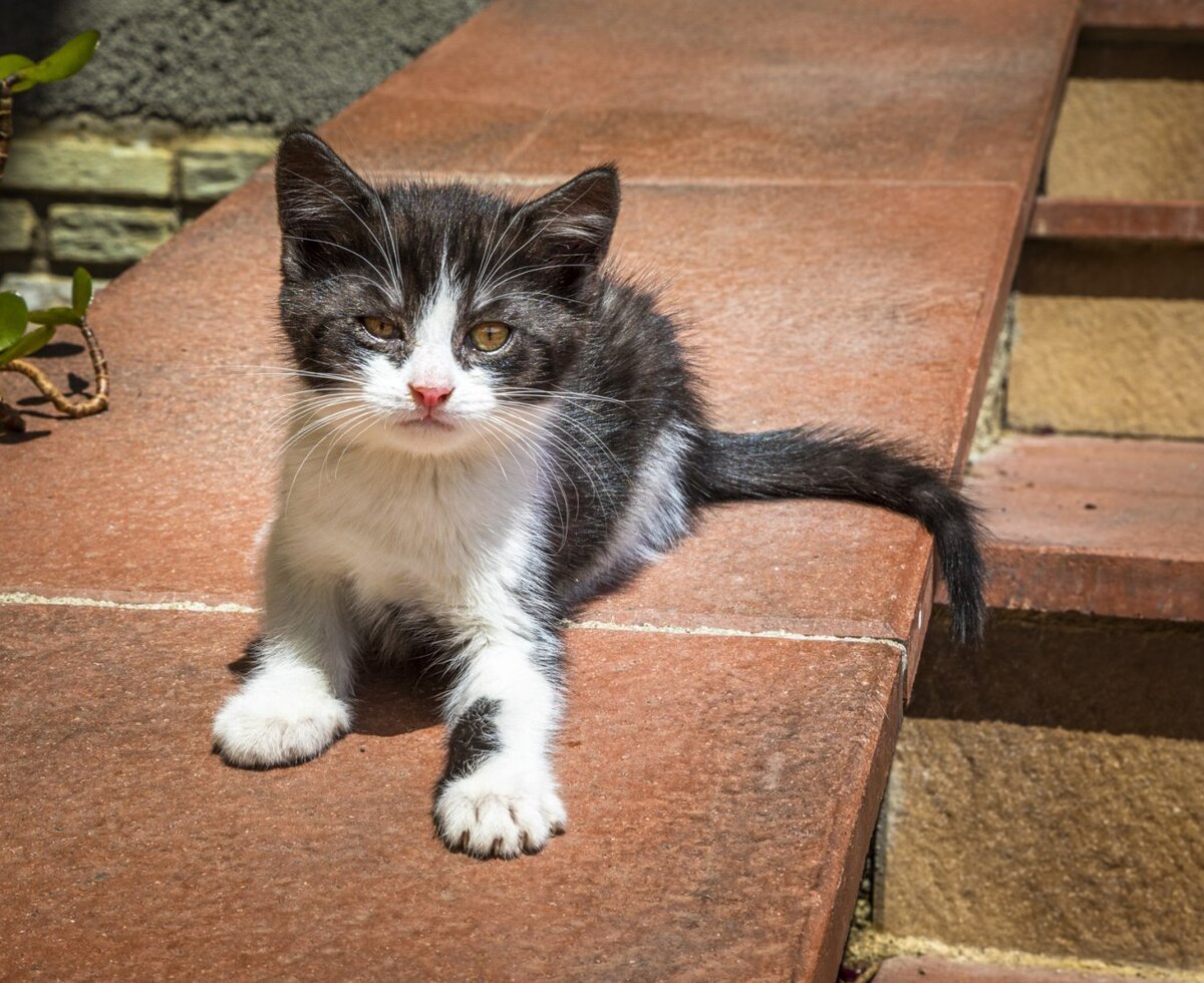 Babykatze Emma