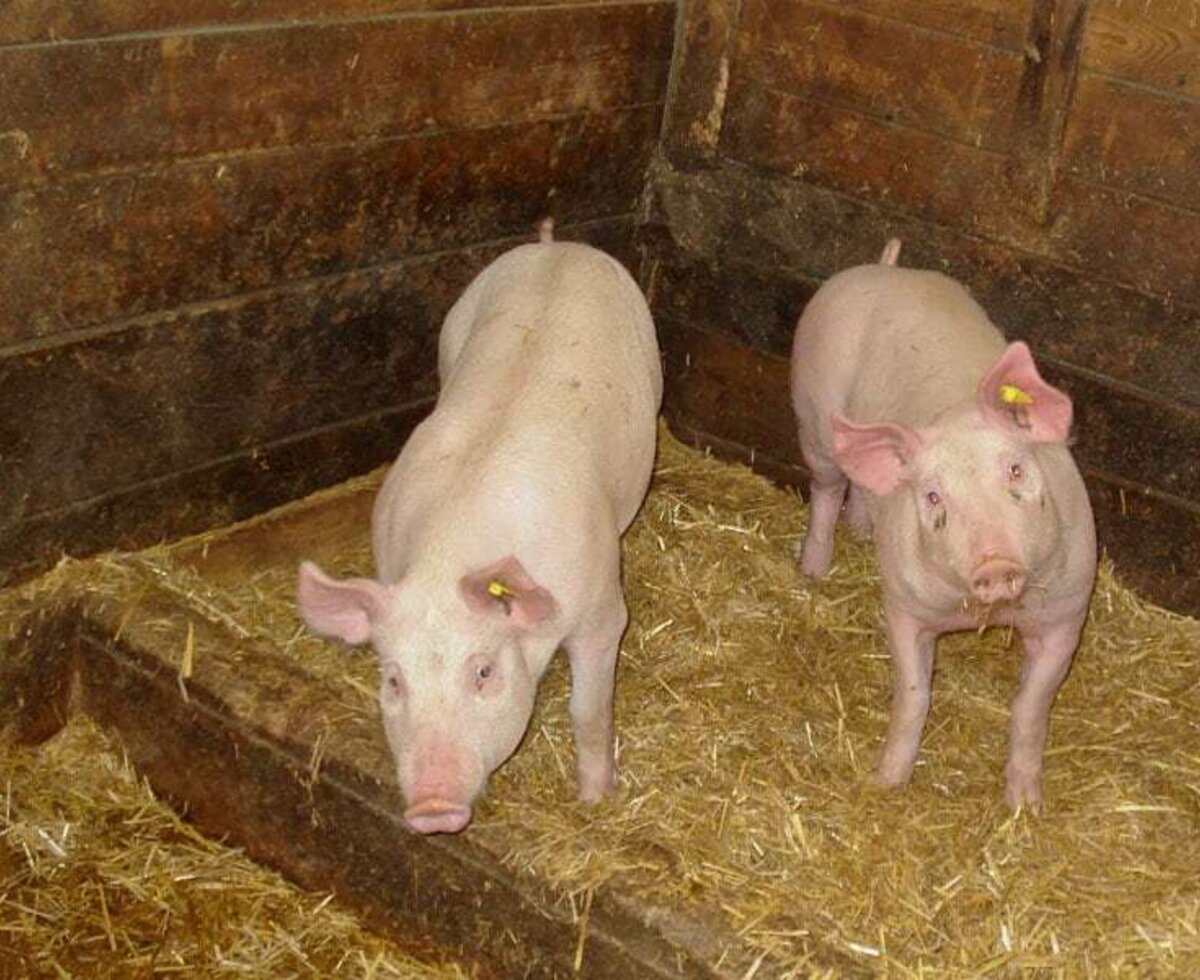 Schweine