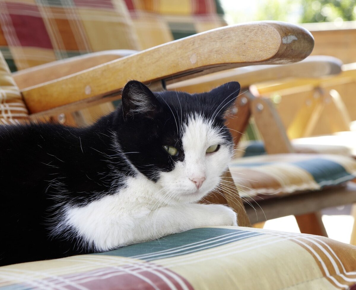 Katze beim Genießen