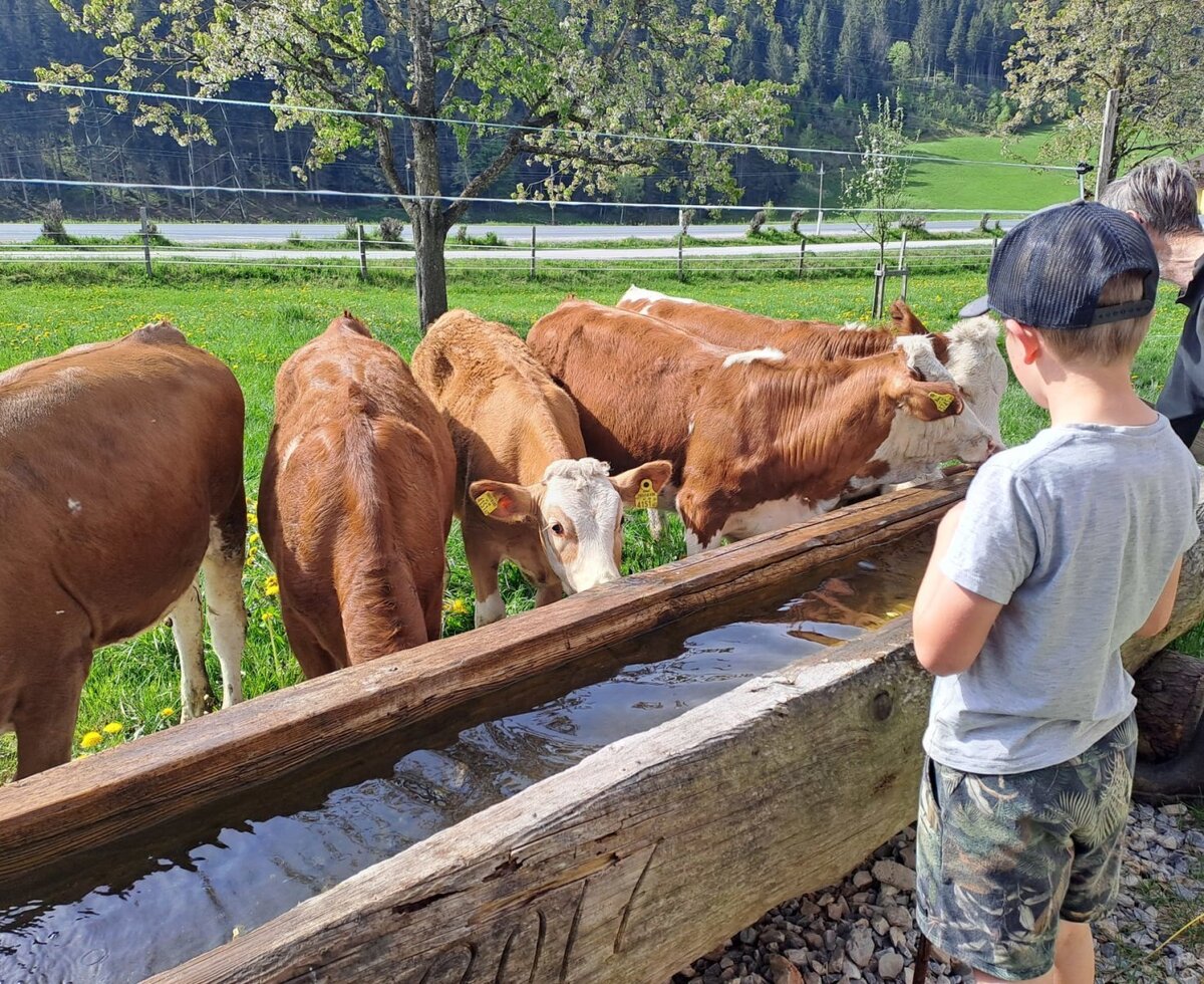 Jonas beobachtet Kälber am Brunnen.