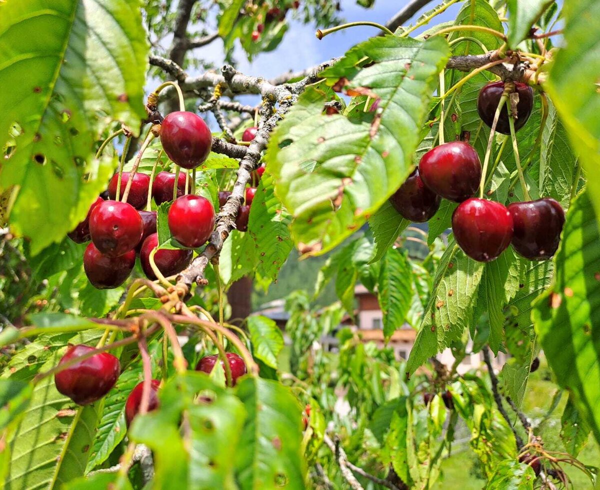 Ein Kirschbaum auf dem Bauernhof mit reifen, roten Kirschen.