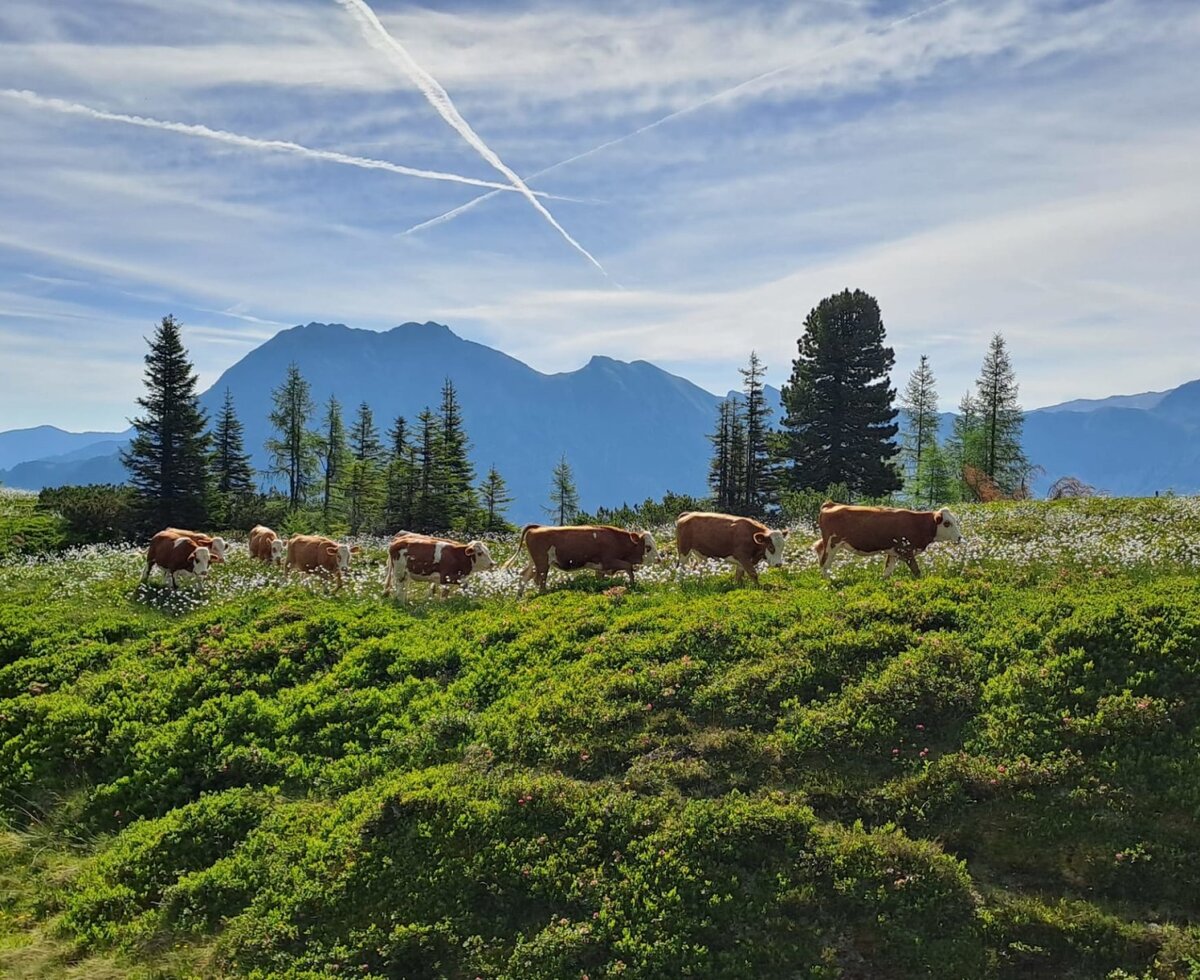 Kalbinnen in der Vorderzirmeggalm.
