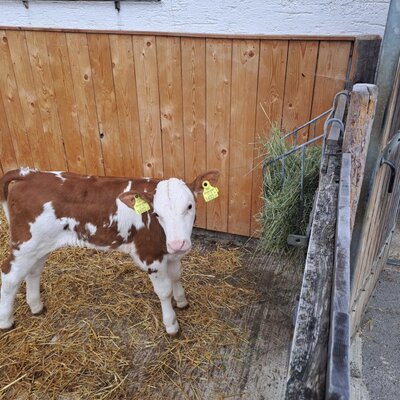 Ein Kalb im Auslauf des Vierthalerhofes mit einer Heuraufe.