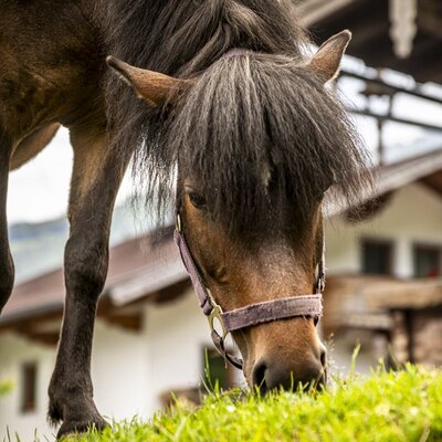 Ein zutrauliches Pony grasend auf der grünen Wiese vor den gemütlichen Ferienwohnungen.