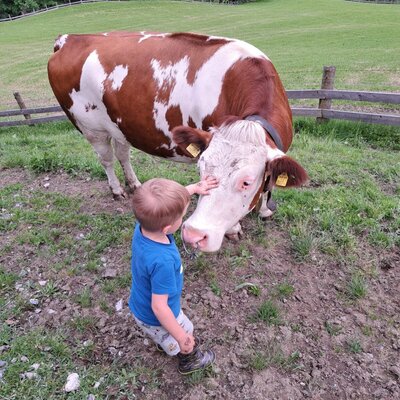 Ein Kind streichelt eine Kuh auf dem Bauernhof.