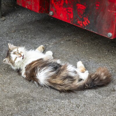 unsere Katze