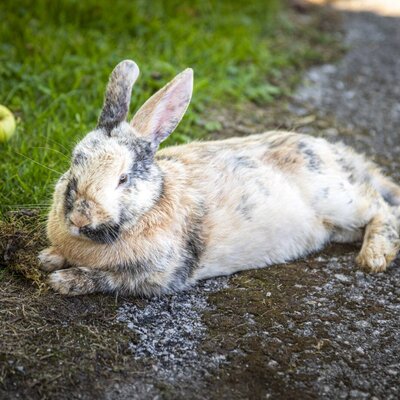 Ein flauschiges Kaninchen entspannt sich auf dem idyllischen Außengelände der Ferienwohnung.