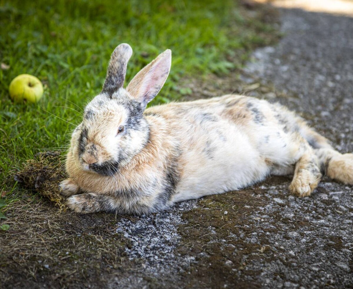 Ein flauschiges Kaninchen entspannt sich auf dem idyllischen Außengelände der Ferienwohnung.