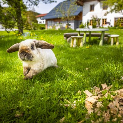 unser Hase "Maxi"