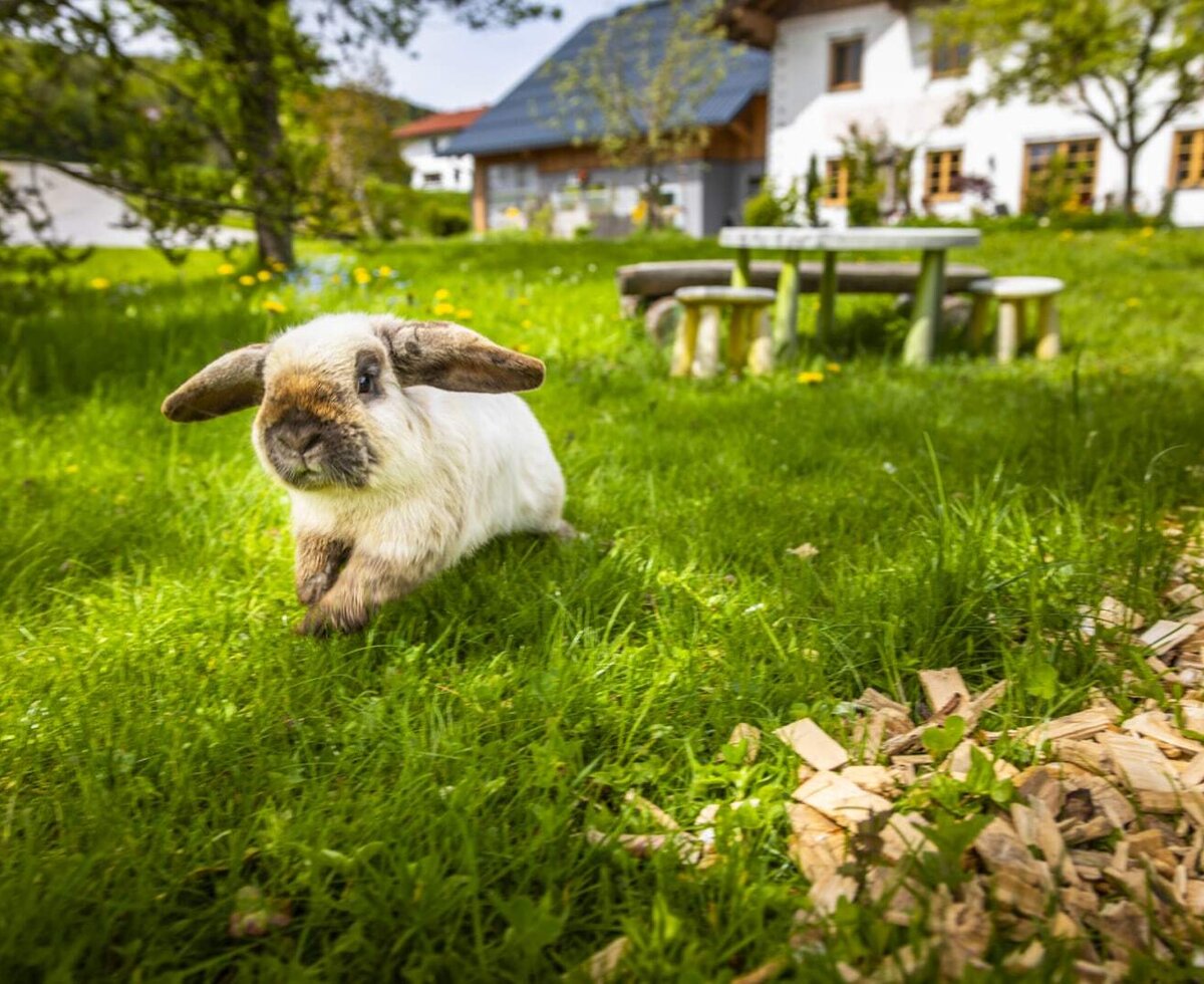 unser Hase "Maxi"