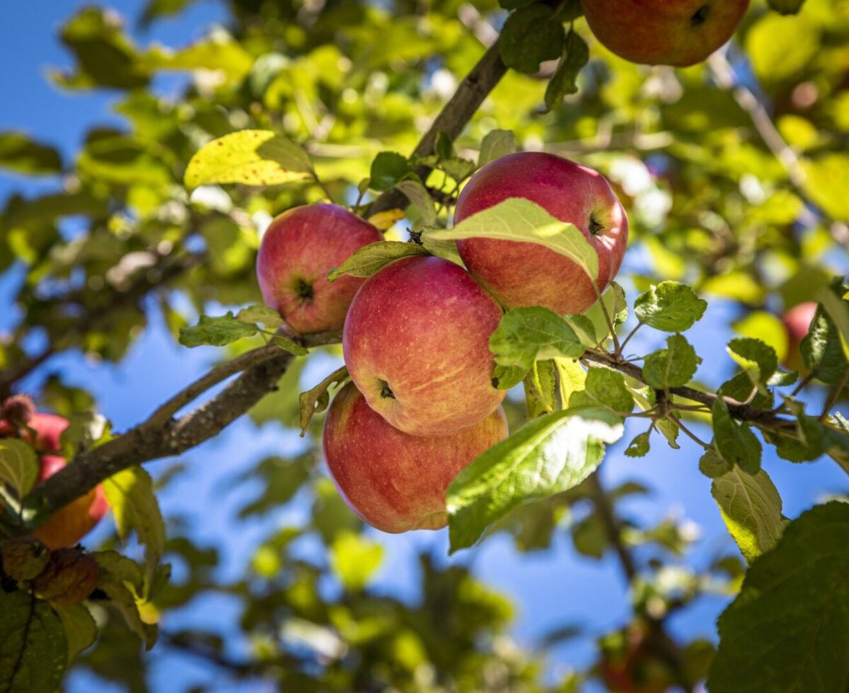 Rote Äpfel an einem Baum auf dem Bauernhof.