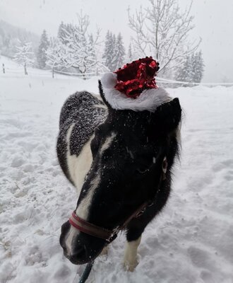 Ein schwarz-weißes Pferd mit Weihnachtsmütze im Schnee auf dem Bauernhof.