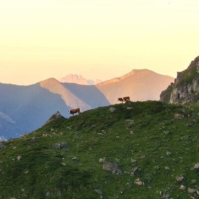 Unsere Tiere auf der Alm