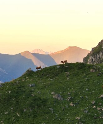 Unsere Tiere auf der Alm