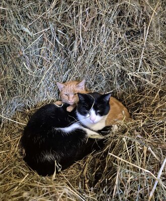 Unsere Katzen