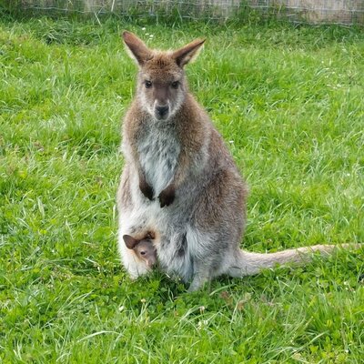 Wallaby mit Jungtier im Beutel auf der grünen Wiese des Webergütl
